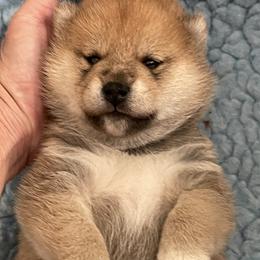 James - Red male Shiba Inu puppy in Milton, Florida from Moonlight Shibas