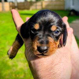 Shane - Black and tan male Dachshund puppy in Jackson, Tennessee from BlackPine Kennels
