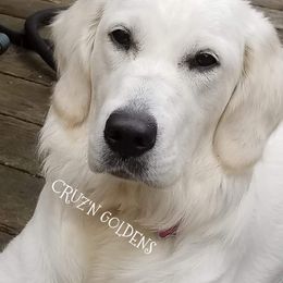 Golden Retriever Puppies from Carolyn Maddux's Golden Retrievers