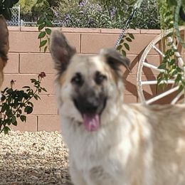 Lucy - German Shepherd