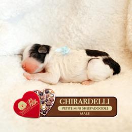 Godiva - Merle male Sheepadoodle puppy in Cleveland, Tennessee from Narrow Path Old English & Sheepadoodles