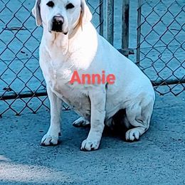 Annie - Labrador Retriever
