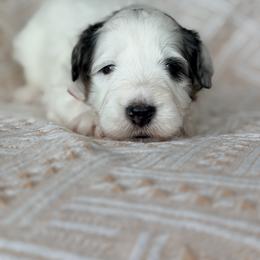 Travel - Red - Merle male Bernedoodle puppy in Charleston, South Carolina from Palm Belle Doodles