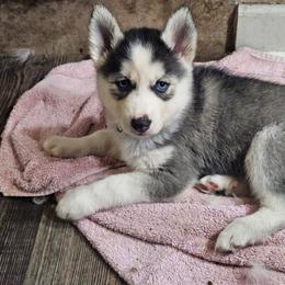 Boy 3 - Black and white male Siberian Husky puppy in Elgin, Texas from Hudson Husky