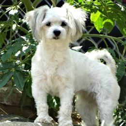 Allie - Havanese