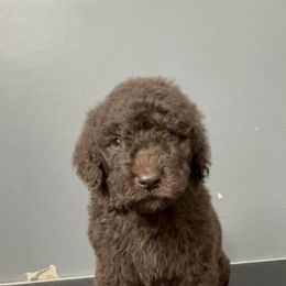 Poodle Puppies from Magnolia Scarlette Poodles