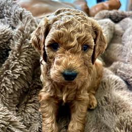 Jordan - Red  female Goldendoodle puppy in Payson, Utah from Mountainside Goldendoodle