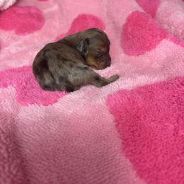 Brooke - Dapple female Dachshund puppy in Lake City, Florida from My Ditzy Doxies of Florida