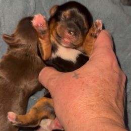 Small traditional female Yorkie - Black and gold female Yorkshire Terrier puppy in Des Moines, Iowa from Diamond Yorkshire Terriers