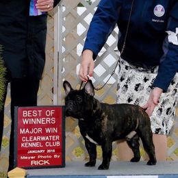 Bulldogs and French Bulldogs from Skyline French Bulldogs