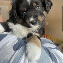 Aussiedoodle, Miniature Australian Shepherd, and Poodle Puppies from Cape Cod Poodles And Doodles
