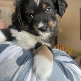 Aussiedoodle, Miniature Australian Shepherd, and Poodle Puppies from Cape Cod Poodles And Doodles