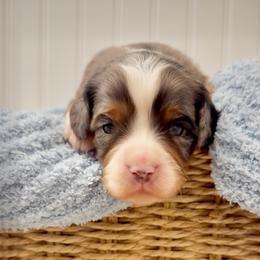 Cobalt - Merle male Cavapoo puppy in Knoxville, Tennessee from Duke’s Forever Doodles