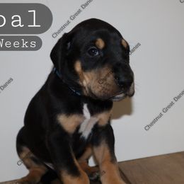 Coal - Black male Great Dane puppy in Edinburg, Texas from Chestnut Great Danes