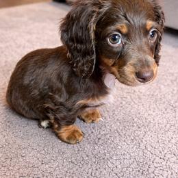 Dachshund Puppies from Bear Creek Mini Dachshunds