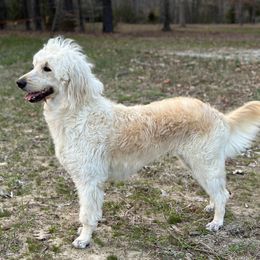 Willow - Goldendoodle