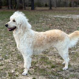 Willow - Goldendoodle