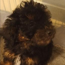 Boy three - Phantom male Poodle puppy in East Providence, Rhode Island from Marta's Cavaliers