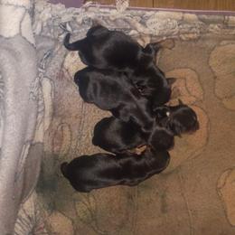 Karn - Black and tan female Yorkshire Terrier puppy in Jacksonville, Arkansas from Royal Yorkie Terrier