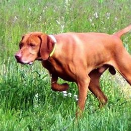 Beagles and Vizslas from Stardust Vizslas & Beagles