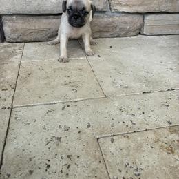 Boy 2 - Fawn male Pug puppy in Brooksville, Florida from Windsorsprings