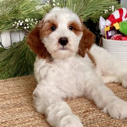 Popcorn - Parti Goldendoodle puppy in Palmdale, California from GoldenPaws Doodles