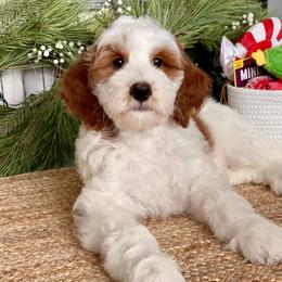 Popcorn - Parti Goldendoodle puppy in Palmdale, California from GoldenPaws Doodles