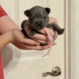 Pink Collar - Blue female French Bulldog puppy in Jamestown, Kentucky from French Valley Miniature Goldendoodles & French Bulldogs