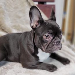 Lady Astor - French Bulldog puppy in Stevensville, Montana from Last Best Frenchies
