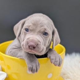 Jennifer - Silver gray female Weimaraner puppy in Evart, Michigan from Drehbar Weimaraners