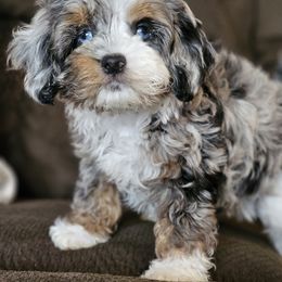 Aussiedoodle, Cockapoo, and Goldendoodle Puppies from Hilltop Doodles KY LLC
