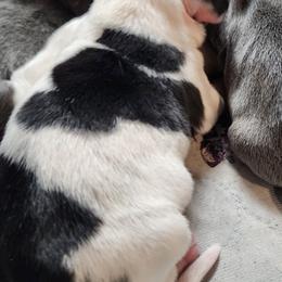 Colin - Black tan and white male Beagle puppy in Bois D Arc, Missouri from Country Home Pets and Farm