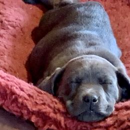 Dilute Retrievers and Labrador Retrievers from The Sugar & Spice Ranch Labrador Retrievers