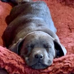 Dilute Retrievers and Labrador Retrievers from The Sugar & Spice Ranch Labrador Retrievers