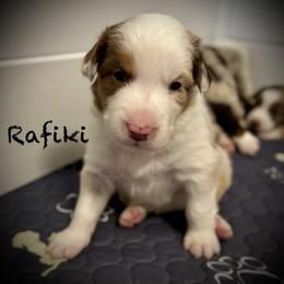 Rafiki - Red merle male Australian Shepherd puppy in Blythewood, South Carolina from One Tribe Aussies