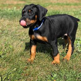 Doberman Pinscher Puppies from Jensen Dobermans