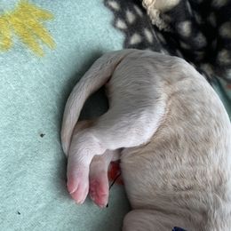 Boy 5 - Goldendoodle puppy in Beggs, Oklahoma from Meyers Doodles