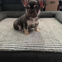 French Bulldog Puppies from Royal velvet frenchies
