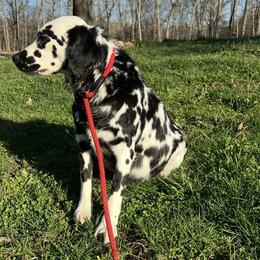 Lady - Dalmatian