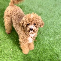 Papaya - Apricot female Poodle puppy in Salem, Oregon from Lavish Poodles