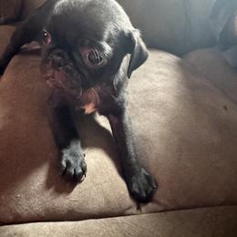 Pug Puppies from Texas Pugs