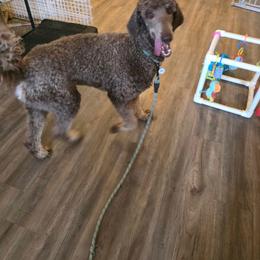 Whiskey Bear - Brown male Poodle puppy in Buckeye, Arizona from Romano Juarez Puppies