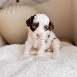Lanmou - Love litter - Chocolate male Australian Labradoodle puppy in Syracuse, Indiana from The Doodle Cove