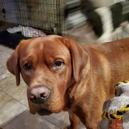 Phoenix - Labrador Retriever