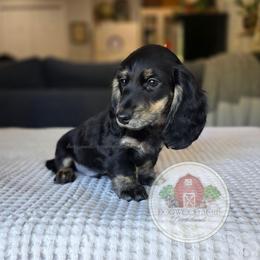 M-Summer Heat 2000 - Black and cream male Dachshund puppy in Texarkana, Arkansas from Dogwood Acre Dachshunds