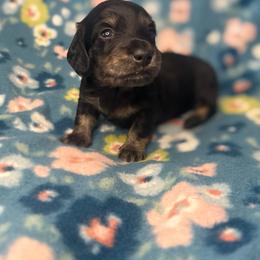 Bruce - Brindle male Dachshund puppy in Oklahoma City, Oklahoma from Barrett’s Doxie Farm