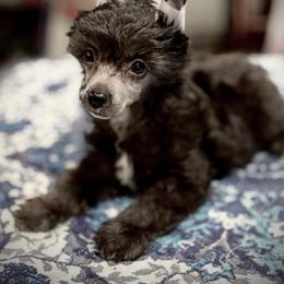 Andy - Silver female Chinese Crested puppy in Brooksville, Florida from Ariella Standard Poodles & Chinese Cresteds