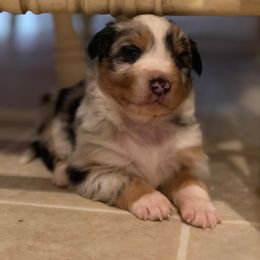 Australian Shepherd Puppies from Coleman's Natural Bridge Aussies