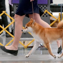 Shiba Inu from Sapphire Shiba Inu