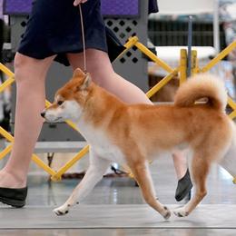 Shiba Inu from Sapphire Shiba Inu